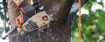 Best Emergency Tree Removal  in Sterling Ranch, CO