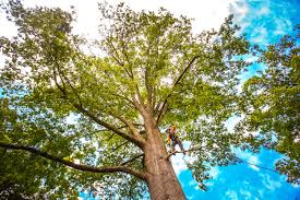 Best Tree Preservation Services  in Sterling Ranch, CO
