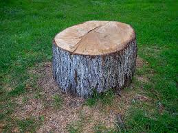 Best Fruit Tree Pruning  in Sterling Ranch, CO