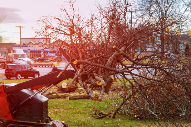 Best Tree Risk Assessment  in Sterling Ranch, CO
