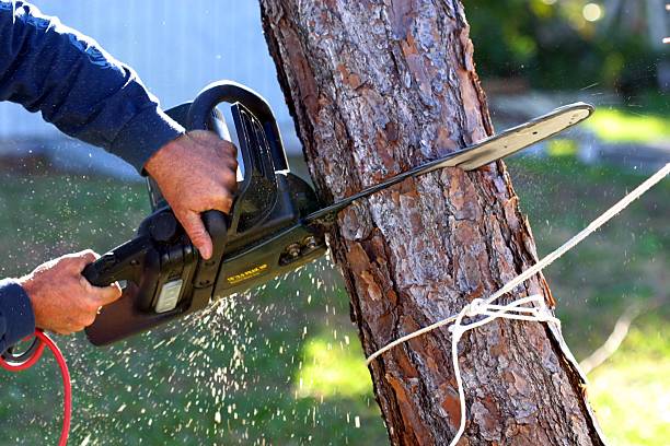 How Our Tree Care Process Works  in  Sterling Ranch, CO