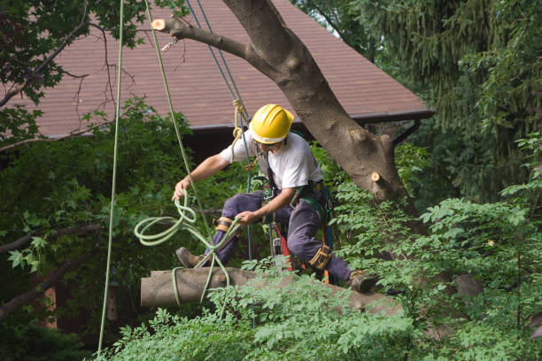 Best Tree Cabling and Bracing  in Sterling Ranch, CO