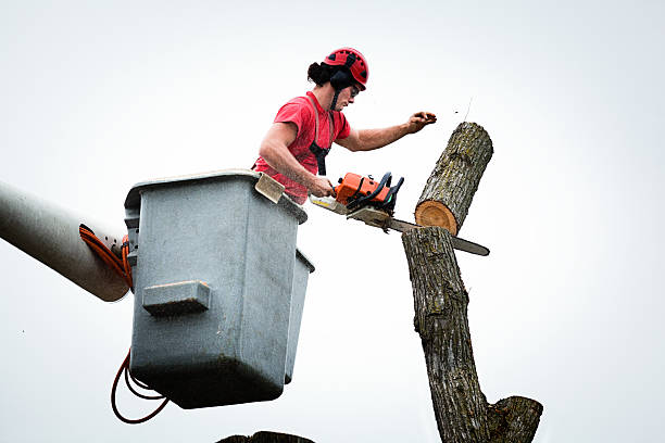 Best Tree Mulching  in Sterling Ranch, CO